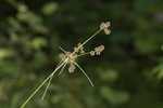 Mosquito bulrush